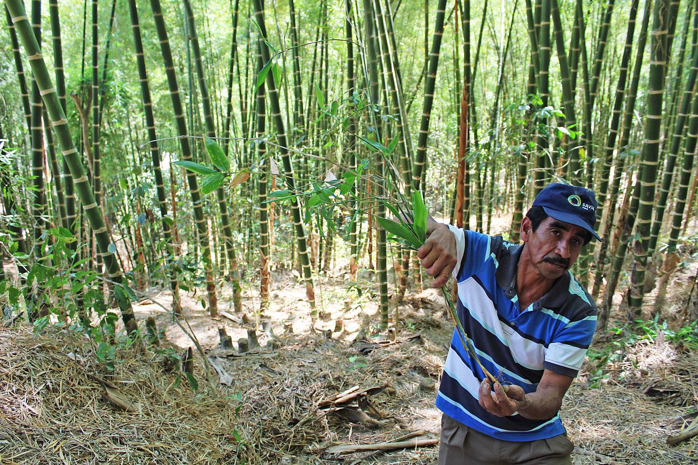 semana bambu 3