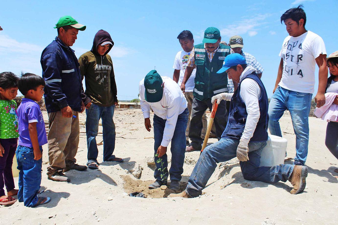 plantacion de algarrobos en Bernal 1