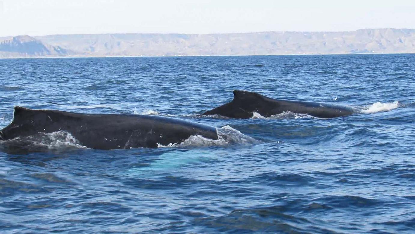 avistamiento de ballenas 16072023 2